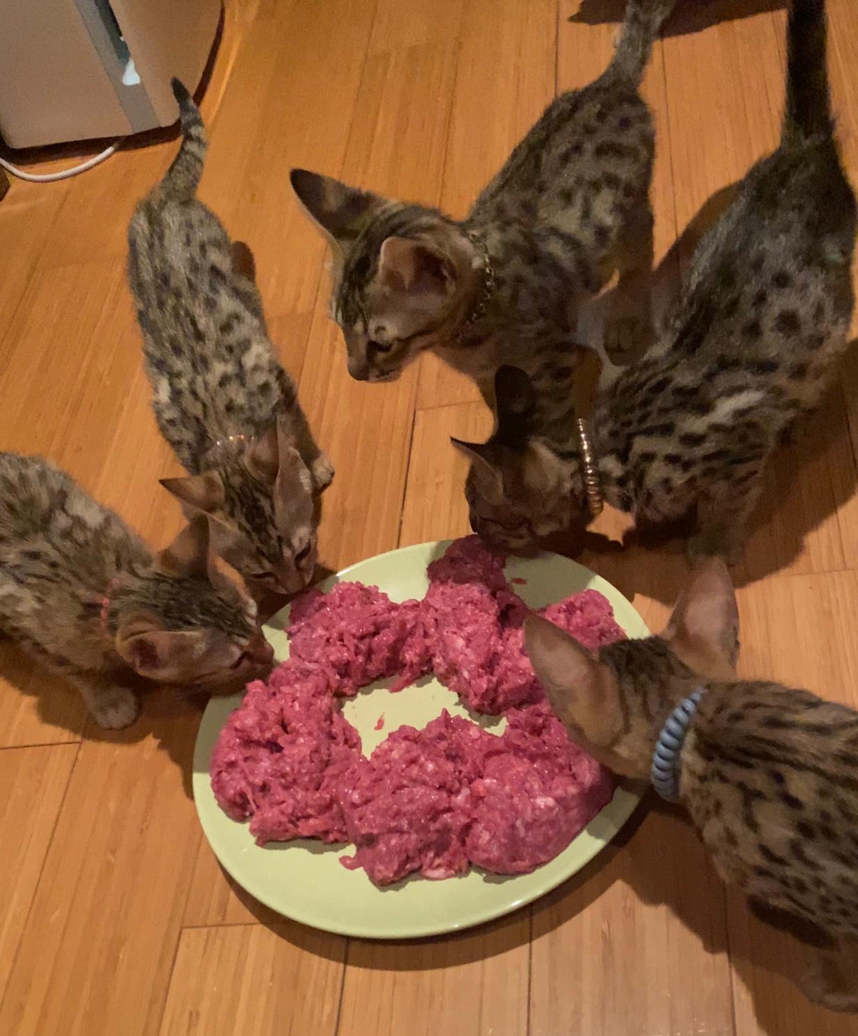 Savannah Kittens eating raw food
