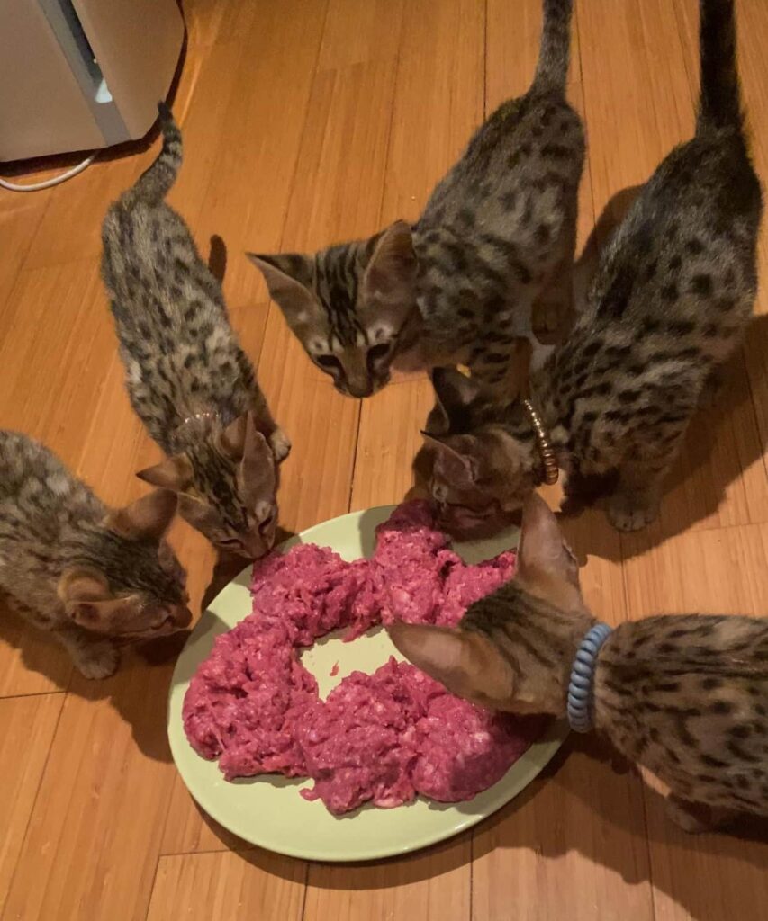 Savannah Kittens eating raw food