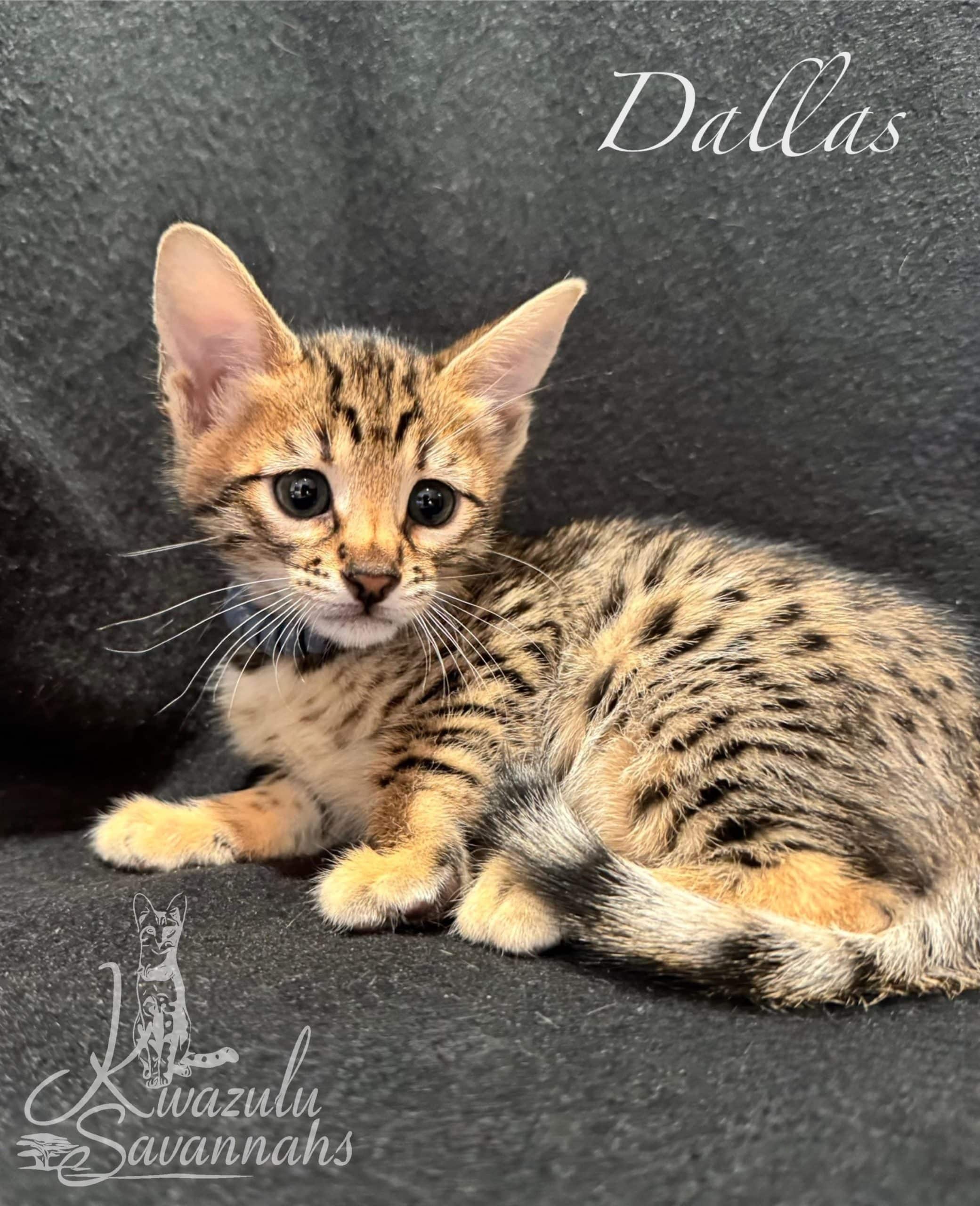 Savannah Cat Insurance: Essential Coverage for Your Exotic Pet