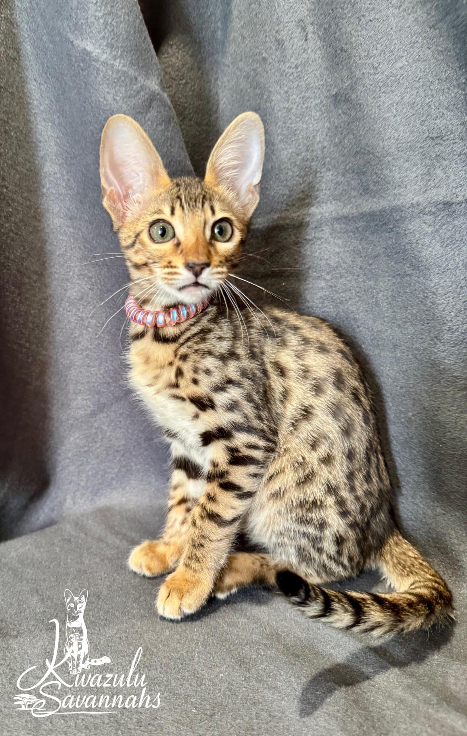 F1, F2, F3, F4, F5 & F6 Savannah Cats for Sale | Contact Now