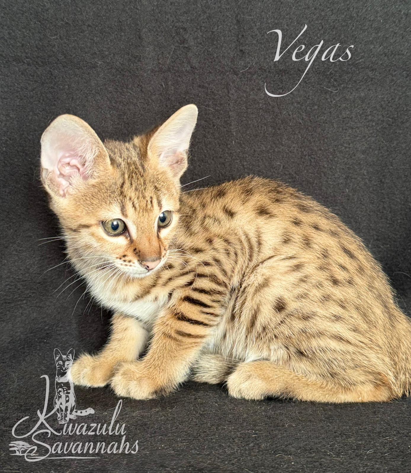 F1, F2, F3, F4, F5 & F6 Savannah Cats for Sale | Contact Now