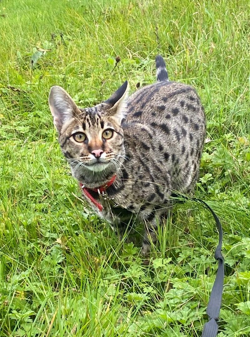 Savannah cat with tall ears and bold spotting outdoors – example of high-quality type, not defined by generation.