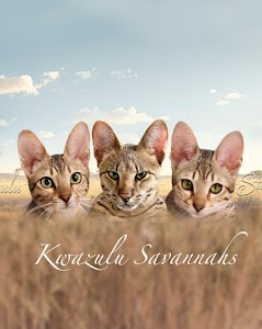 Kwazulu Savannahs place picture